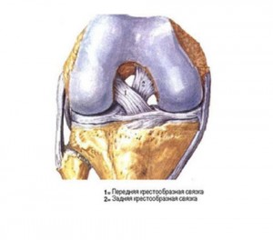 Крестообразные связки коленного сустава
